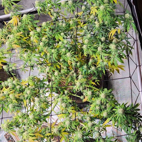 Manbearalienpig by mephisto  growlog timeline photo