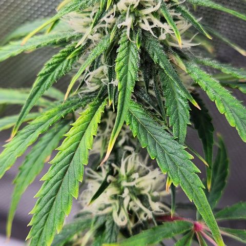 Manbearalienpig by mephisto  growlog timeline photo