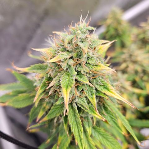Beary white x walter white by mephisto  growlog photo: Harvest windows is open waiting for more amber on trichomes