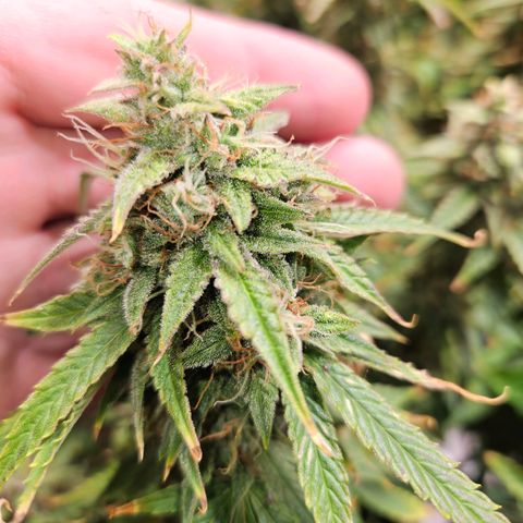 Beary white x walter white by mephisto  growlog photo: Harvest windows is open waiting for a bit more amber