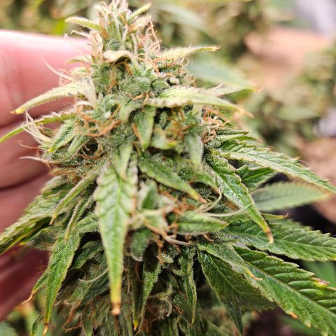 Beary white x walter white by mephisto  growlog photo: Harvest windows is open waiting for a bit more amber