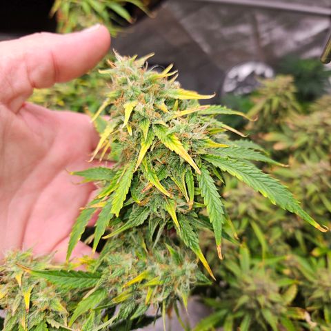 Beary white x walter white by mephisto  growlog photo: Harvest windows is open waiting for more amber on trichomes