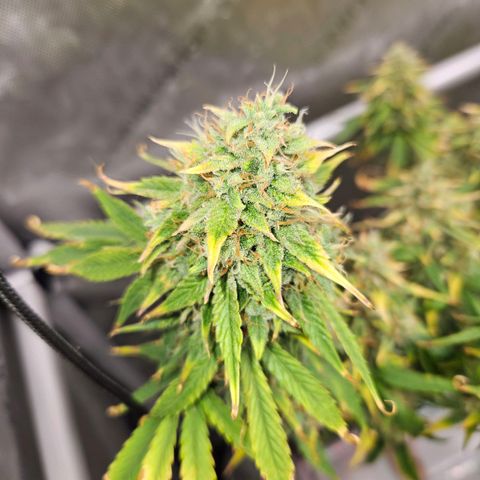 Beary white x walter white by mephisto  growlog photo: Harvest windows is open waiting for more amber on trichomes
