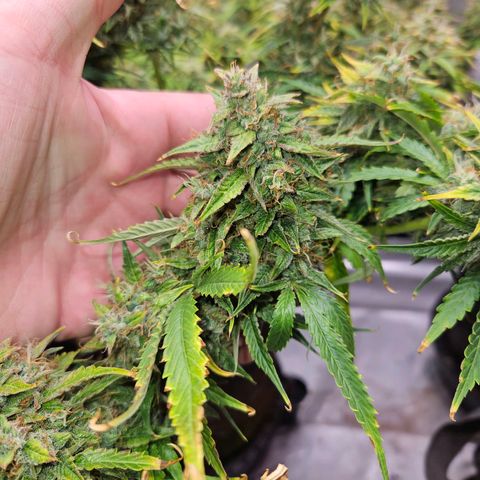 Beary white x walter white by mephisto  growlog photo: Harvest windows is open waiting for a bit more amber