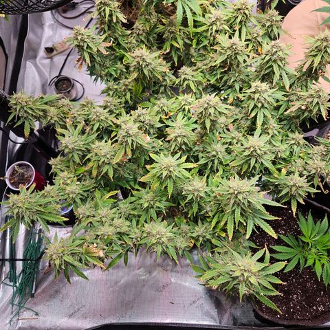 Beary white x walter white by mephisto  growlog photo: Harvest windows is open waiting for a bit more amber