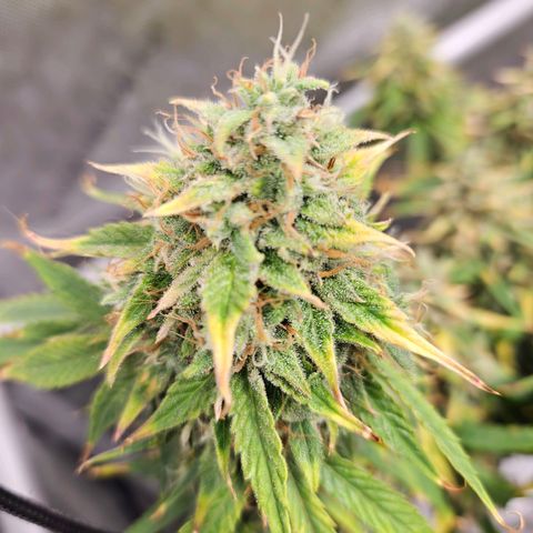 Beary white x walter white by mephisto  growlog photo: Harvest windows is open waiting for more amber on trichomes