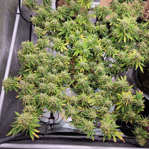 Beary white x walter white by mephisto  growlog photo: Harvest windows is open waiting for more amber on trichomes