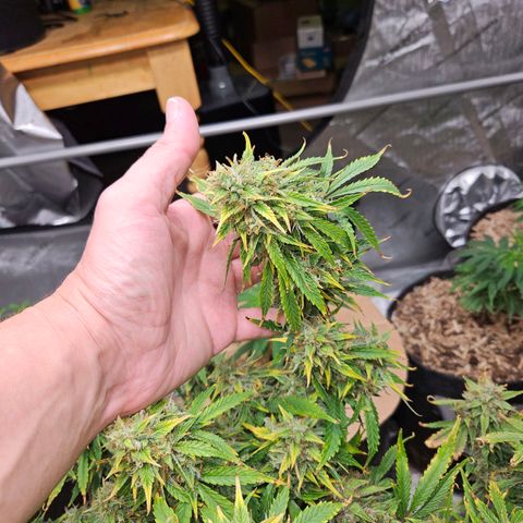 Beary white x walter white by mephisto  growlog photo: Harvest windows is open waiting for more amber on trichomes