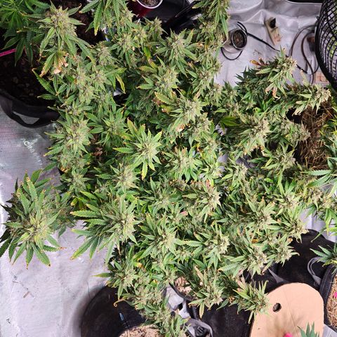 Beary white x walter white by mephisto  growlog photo: Harvest