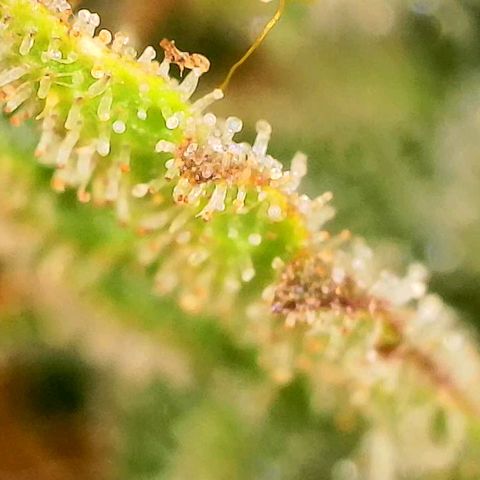 Beary white x walter white by mephisto  growlog photo: Harvest