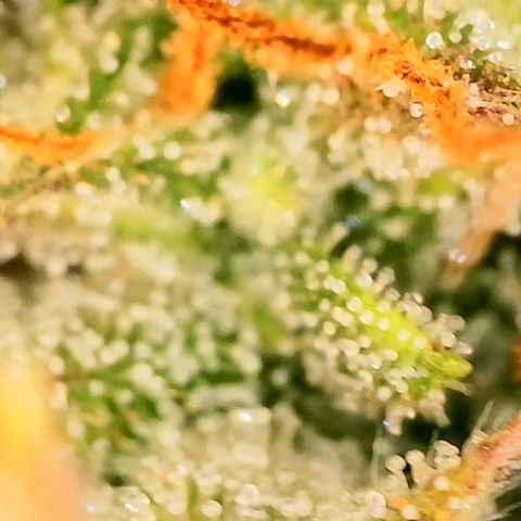 Beary white x walter white by mephisto  growlog photo: Harvest