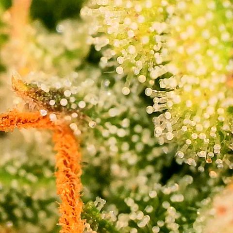 Beary white x walter white by mephisto  growlog photo: Harvest