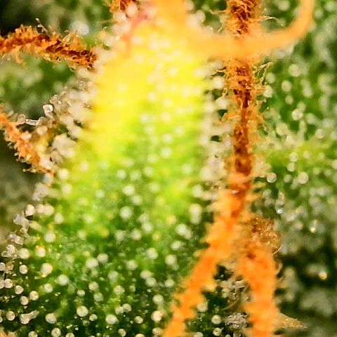 Beary white x walter white by mephisto  growlog photo: Harvest