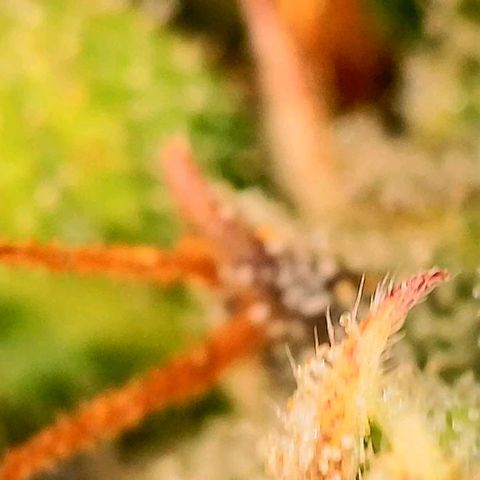Beary white x walter white by mephisto  growlog photo: Harvest