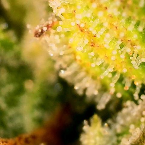 Beary white x walter white by mephisto  growlog photo: Harvest
