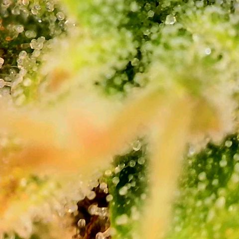 Beary white x walter white by mephisto  growlog photo: Harvest