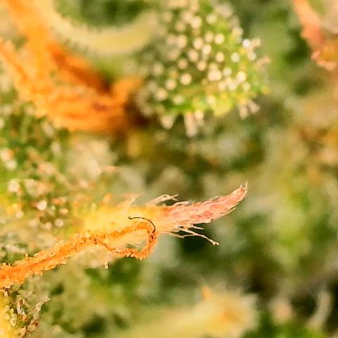 Beary white x walter white by mephisto  growlog photo: Harvest