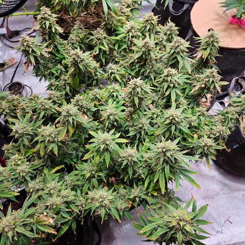 Beary white x walter white by mephisto  growlog photo: Harvest