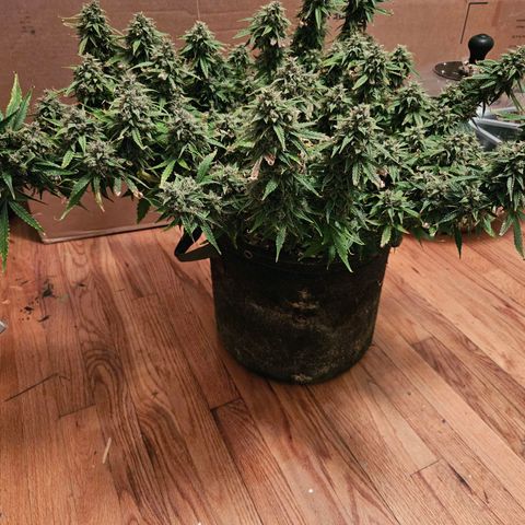 Beary white x walter white by mephisto  growlog photo: Harvest