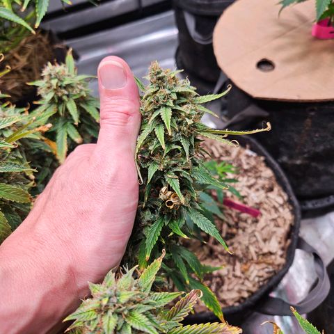 Beary white x walter white by mephisto  growlog photo: Harvest