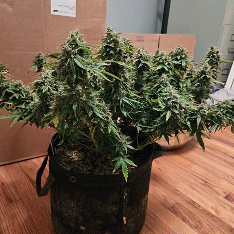 Beary white x walter white by mephisto  growlog photo: Harvest