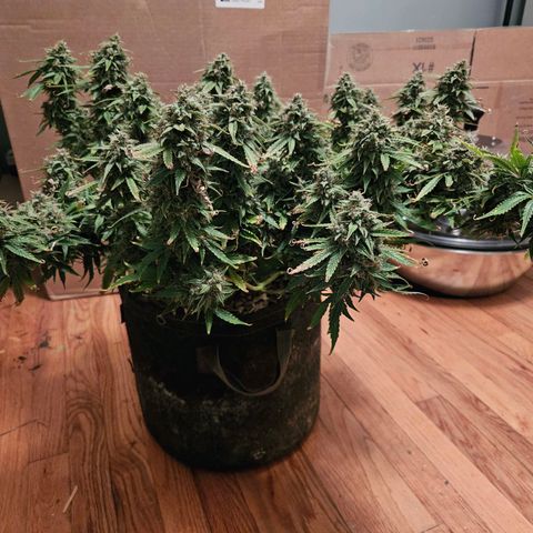 Beary white x walter white by mephisto  growlog photo: Harvest