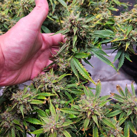 Beary white x walter white by mephisto  growlog photo: Harvest