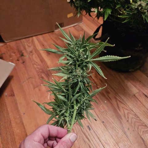 Beary white x walter white by mephisto  growlog timeline photo