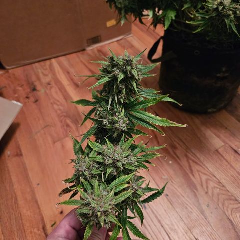 Beary white x walter white by mephisto  growlog timeline photo