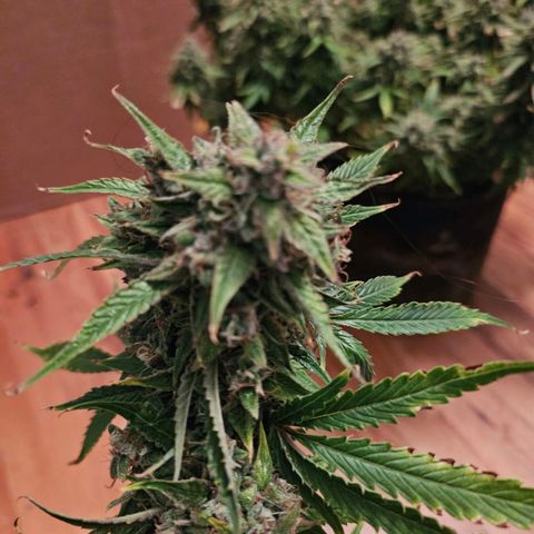 Beary white x walter white by mephisto  growlog timeline photo