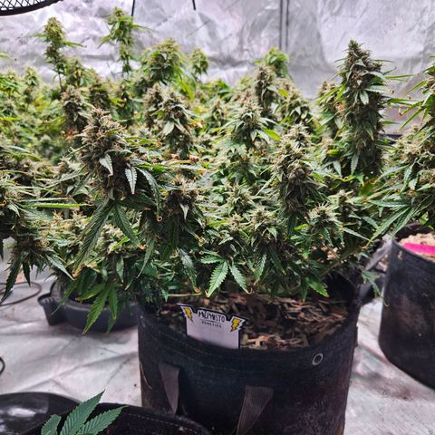 Beary white x walter white by mephisto  growlog photo: Harvest