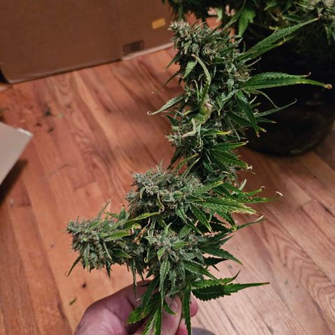 Beary white x walter white by mephisto  growlog photo: Harvest