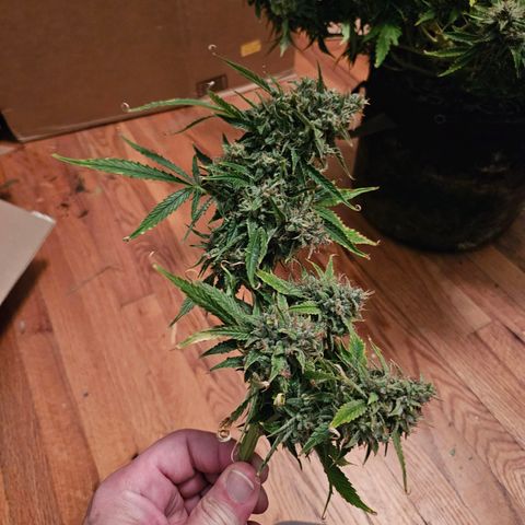 Beary white x walter white by mephisto  growlog photo: Harvest