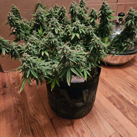 Beary white x walter white by mephisto  growlog photo: Harvest