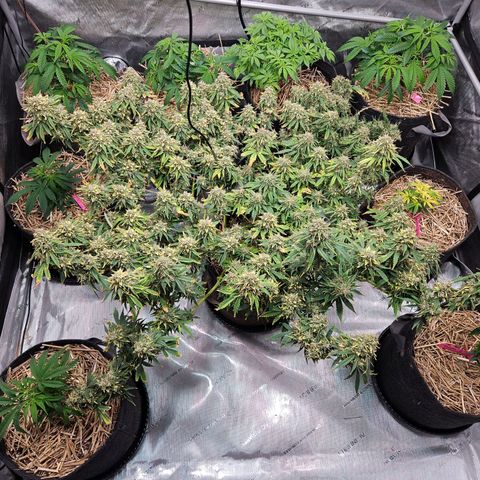 Manbearalienpig by mephisto  growlog timeline photo