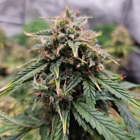 Manbearalienpig by mephisto  growlog timeline photo