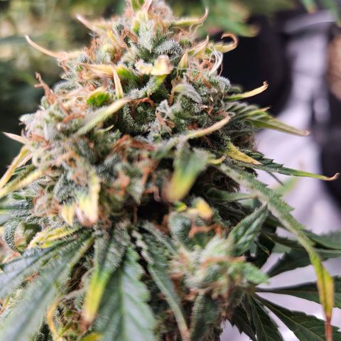 Manbearalienpig by mephisto  growlog timeline photo