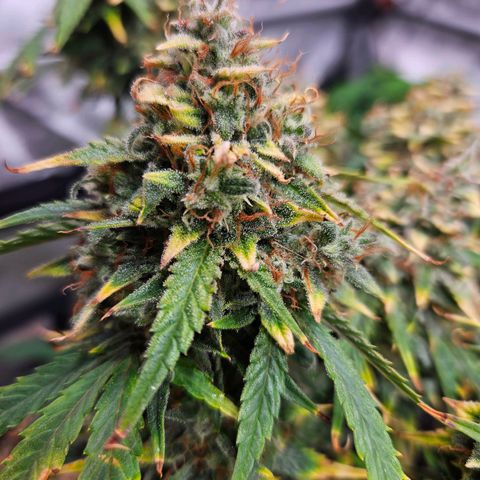 Manbearalienpig by mephisto  growlog timeline photo