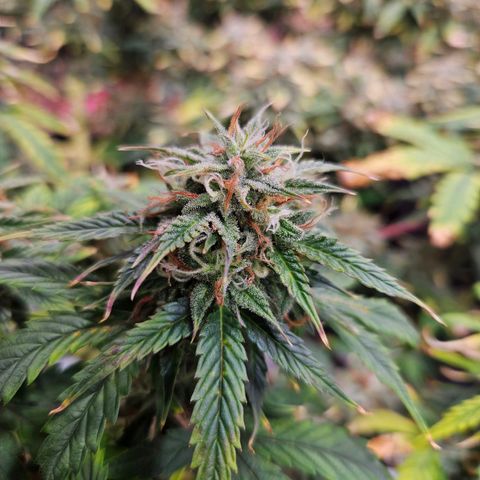 Manbearalienpig by mephisto  growlog timeline photo