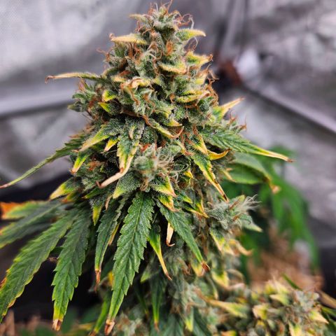 Manbearalienpig by mephisto  growlog timeline photo
