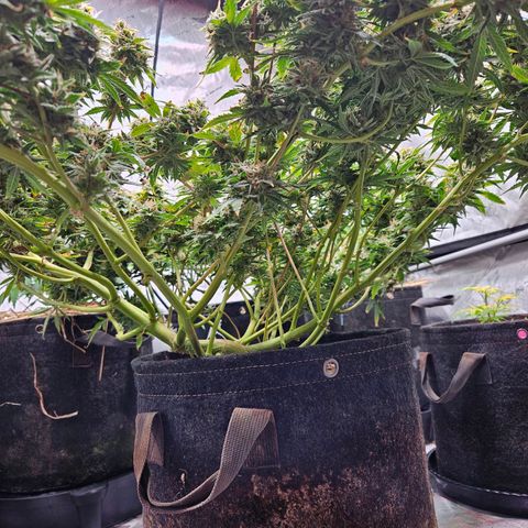 Manbearalienpig by mephisto  growlog timeline photo