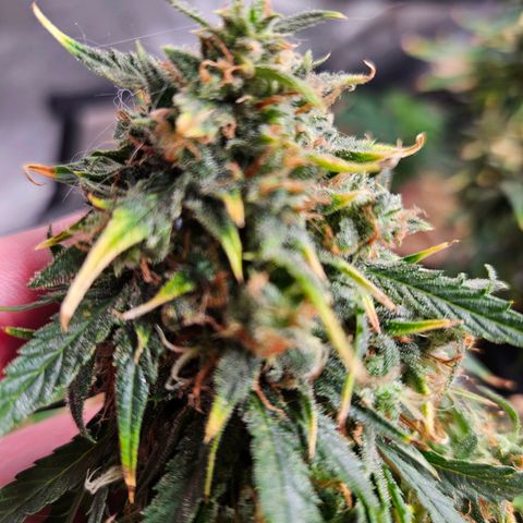 Manbearalienpig by mephisto  growlog timeline photo