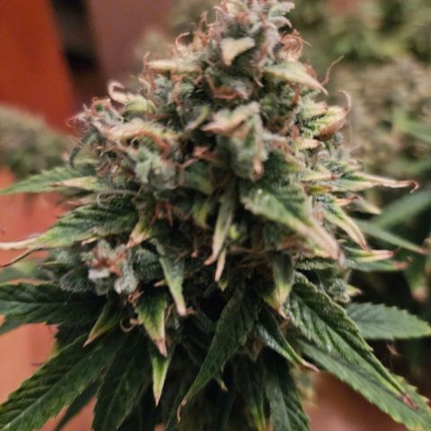 Manbearalienpig by mephisto  growlog photo: Harvest day