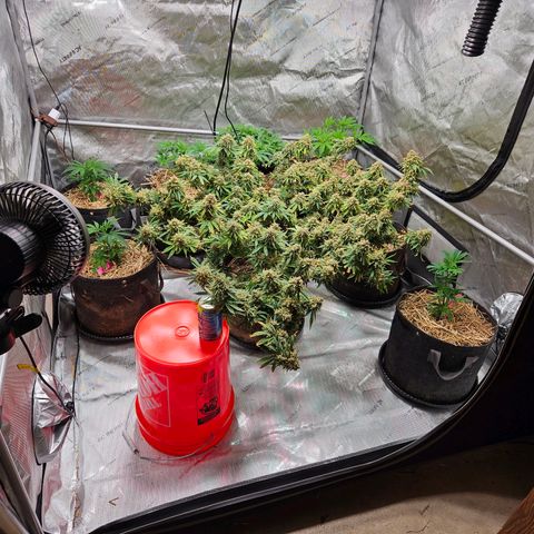 Manbearalienpig by mephisto  growlog photo: Harvest day