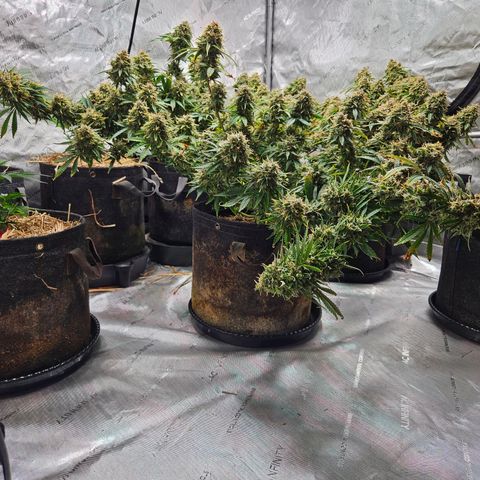Manbearalienpig by mephisto  growlog photo: Harvest day