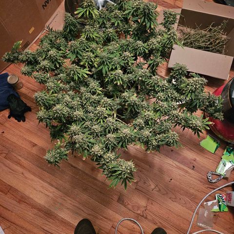 Manbearalienpig by mephisto  growlog photo: Harvest day