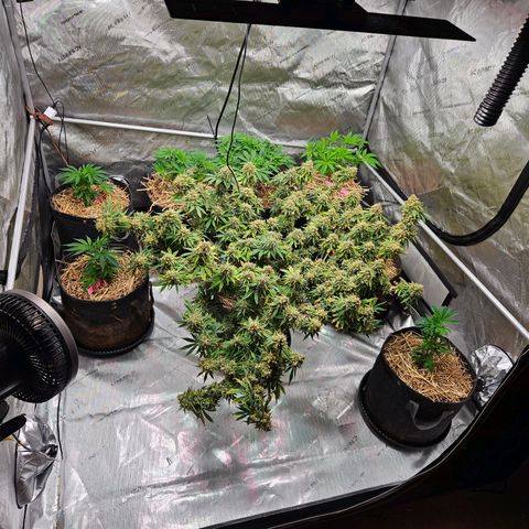 Manbearalienpig by mephisto  growlog photo: Harvest day