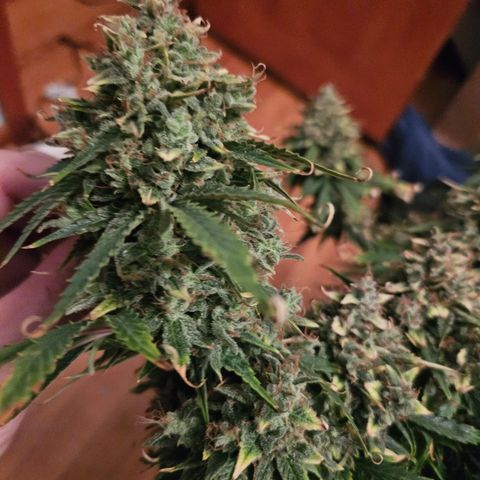 Manbearalienpig by mephisto  growlog photo: Harvest day