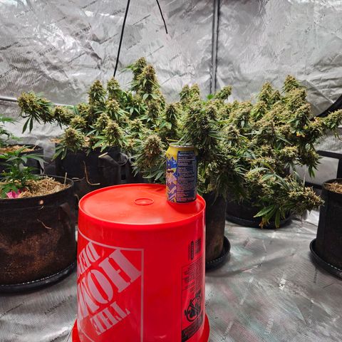 Manbearalienpig by mephisto  growlog photo: Harvest day