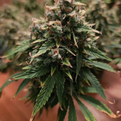 Manbearalienpig by mephisto  growlog photo: Harvest day